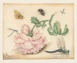 A Rose and Five Insects